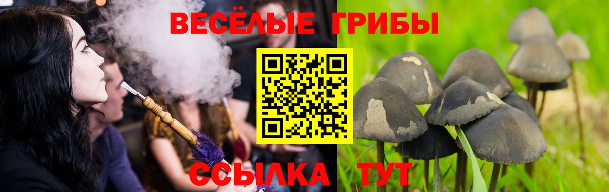 Кинель  Псилоцибиновые грибы GOLDEN TEACHER  Вход с VPN 